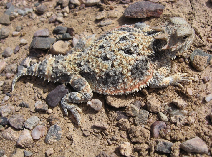 Horned Lizard
